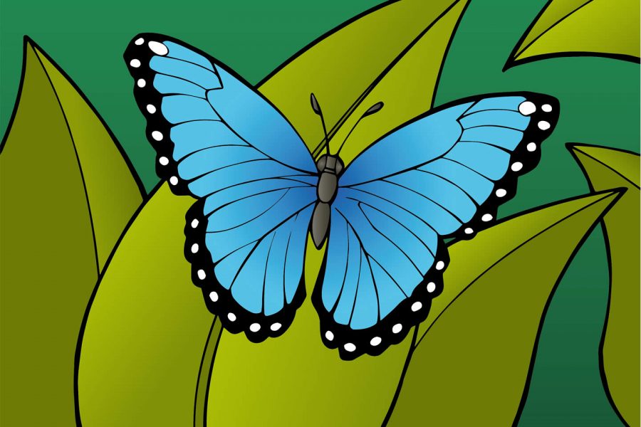 Blauwe morpho