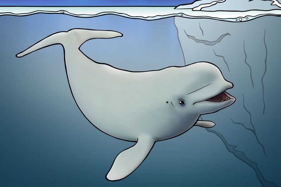 Beloega walvis