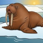 Grote groep walrussen ontdekt