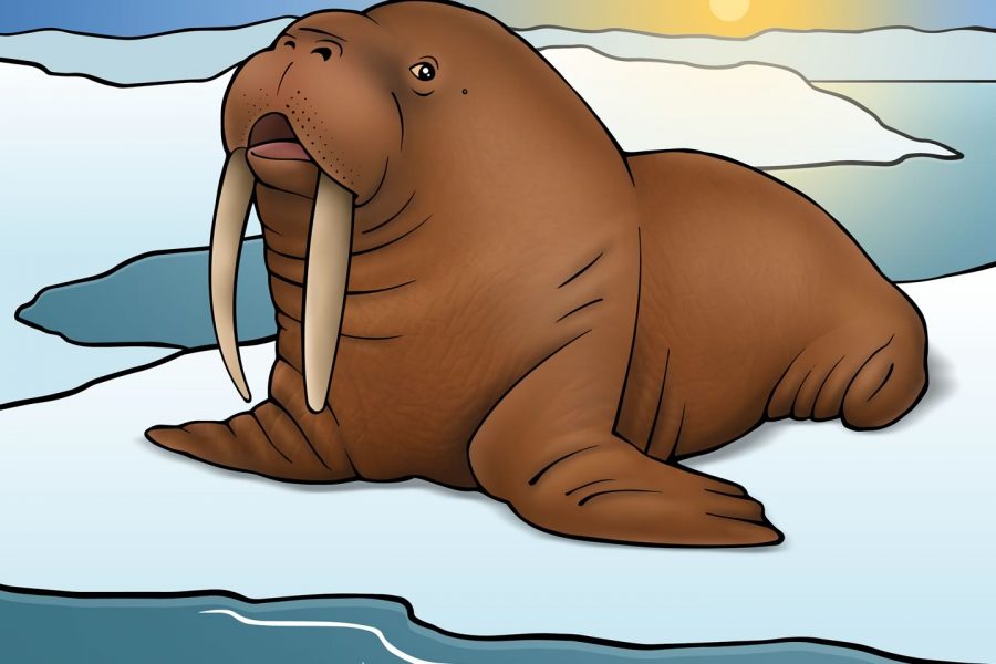 Grote groep walrussen ontdekt