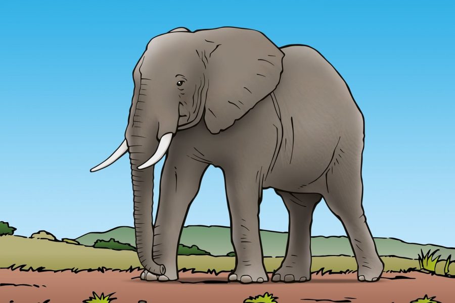 Afrikaanse Olifant