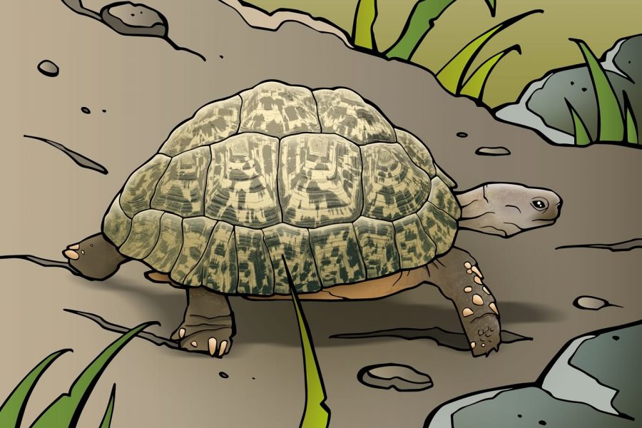 Luipaardschildpad
