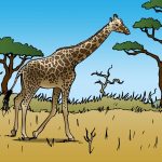 Giraffen gered van eiland