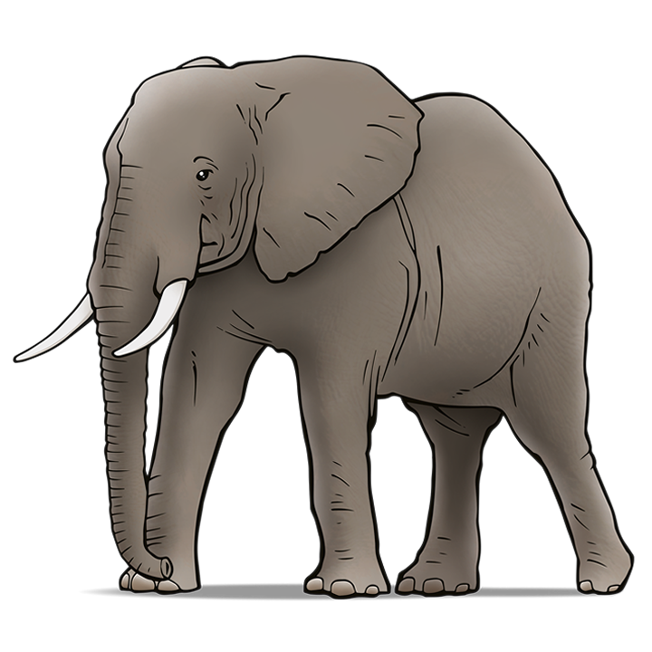 Afrikaanse olifant