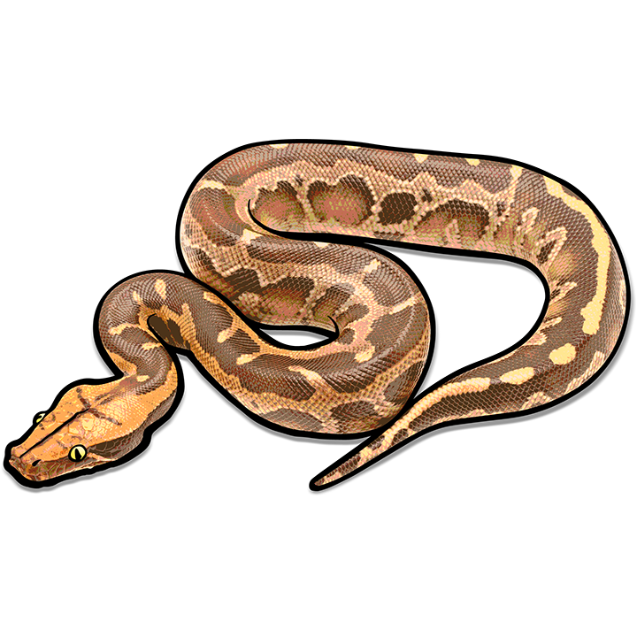 Kortstaartpython