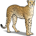Cheetawelpjes geboren in Safaripark Beekse Bergen