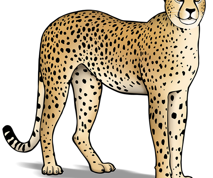 Cheetawelpjes geboren in Safaripark Beekse Bergen