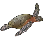 Weer tropische schildpad op het strand gevonden