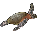 Meeste zeeschildpadnesten in 30 jaar bij Antalya