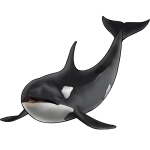 Levende orka aangespoeld