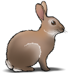 Zuid-Hollandse konijnen moeten natuur in Noord-Holland helpen