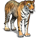 Sumatraanse Tijger