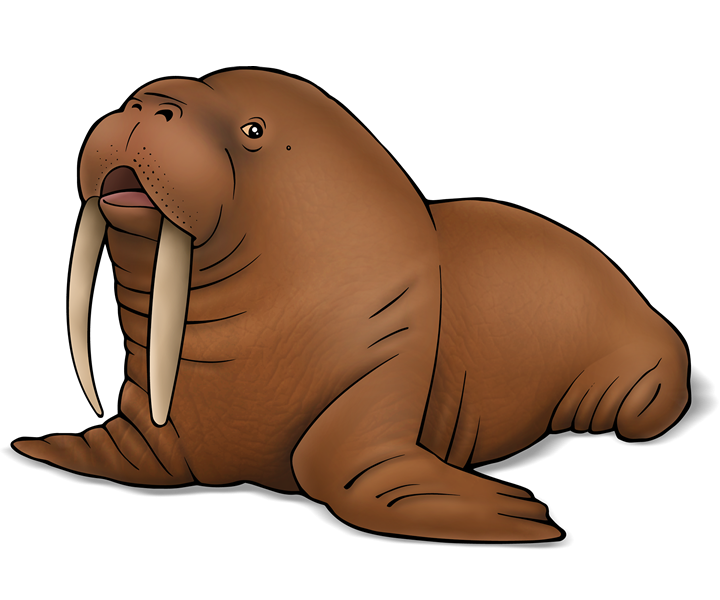 Walrus gespot bij Schiermonnikoog