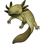 Alles wat je wilt weten over de Axolotl