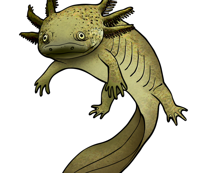 Alles wat je wilt weten over de Axolotl