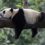 Alles wat je wilt weten over de Reuzenpanda