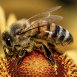 Alles wat je wilt weten over de Honingbij