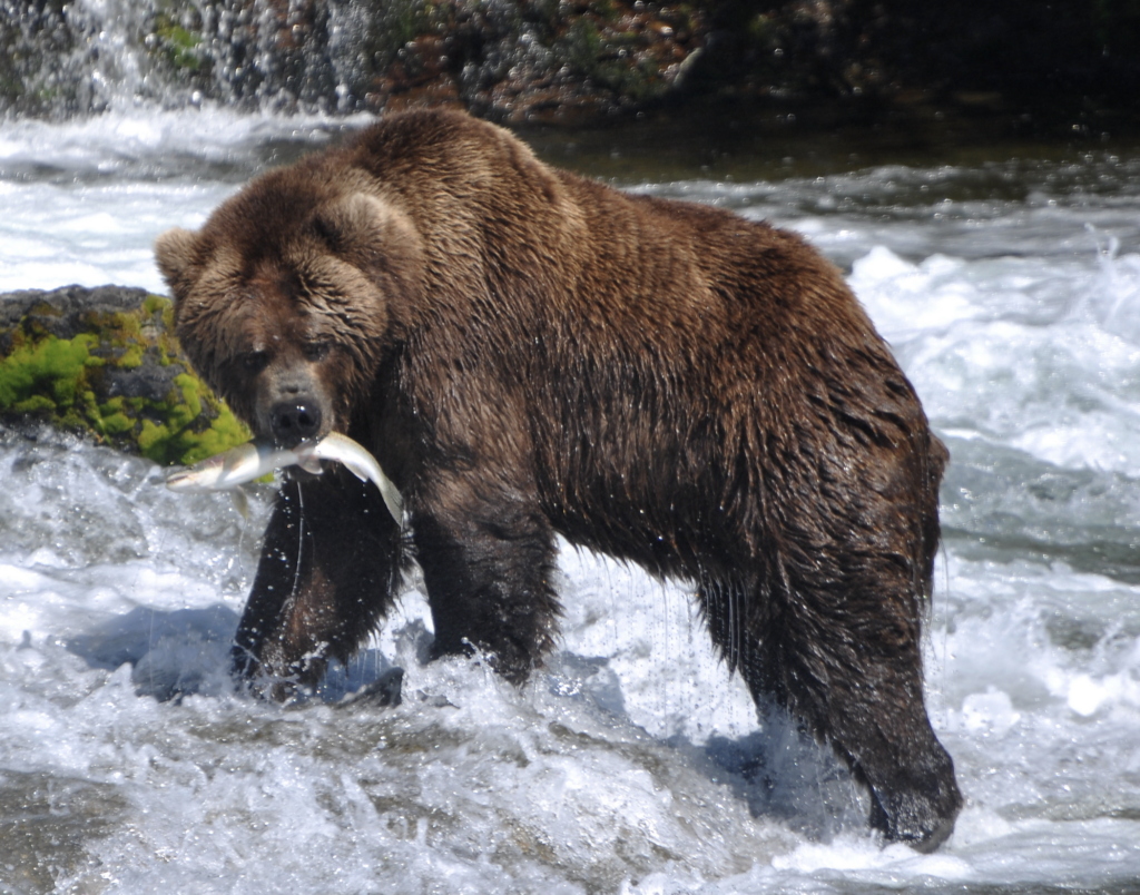 Alles wat je wilt weten over de Grizzlybeer