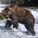 Alles wat je wilt weten over de Grizzlybeer