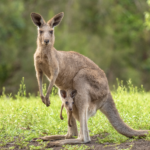 Alles wat je wilt weten over de Kangoeroe