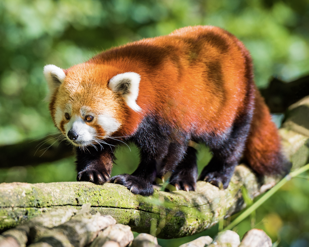 Alles wat je wilt weten over de Rode Panda