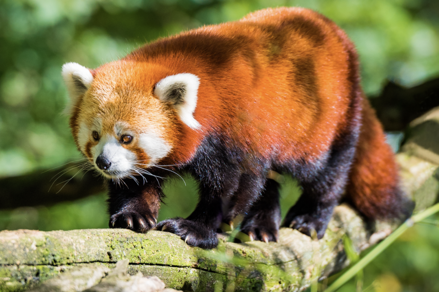 Alles wat je wilt weten over de Rode Panda