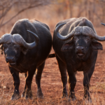 Alles wat je wilt weten: Afrikaanse buffel