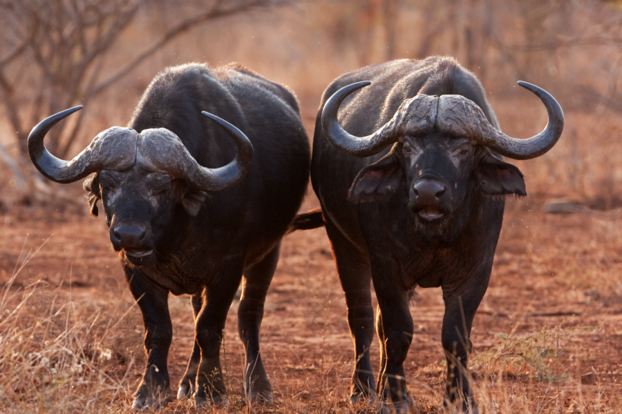 Alles wat je wilt weten: Afrikaanse buffel