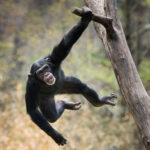 Het gedrag van chimpansees lijkt nog meer op dat van ons dan we dachten