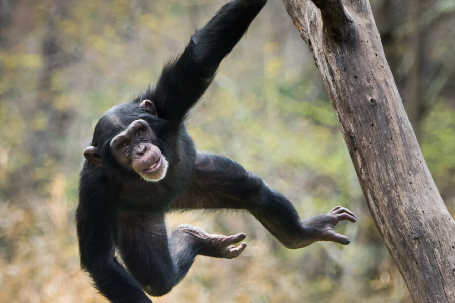 Alles wat je wilt weten over de Chimpansee