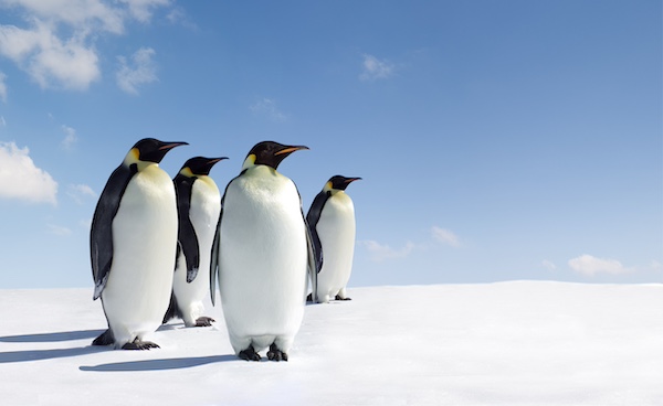 Vier nieuwe kolonies van keizerpinguïns ontdekt op Antarctica